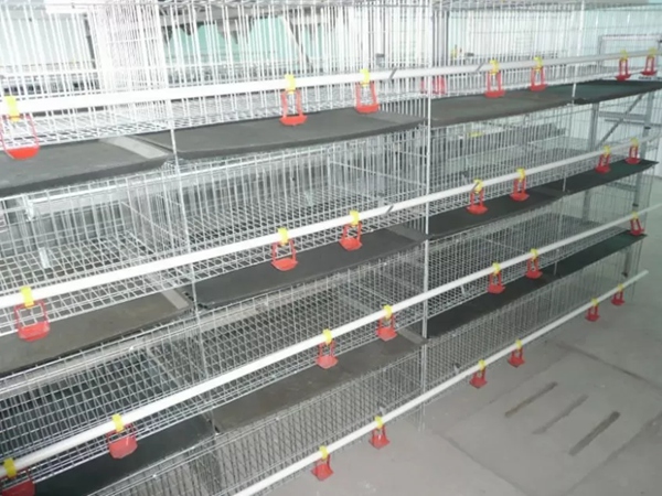 Chicken Cage